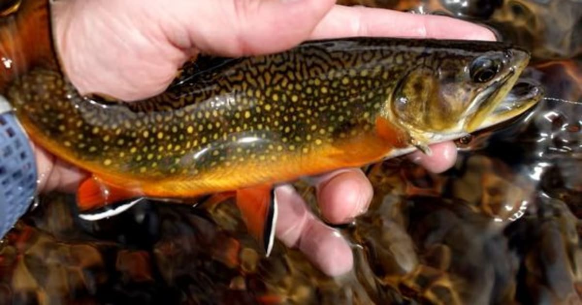 Brook Trout Limit